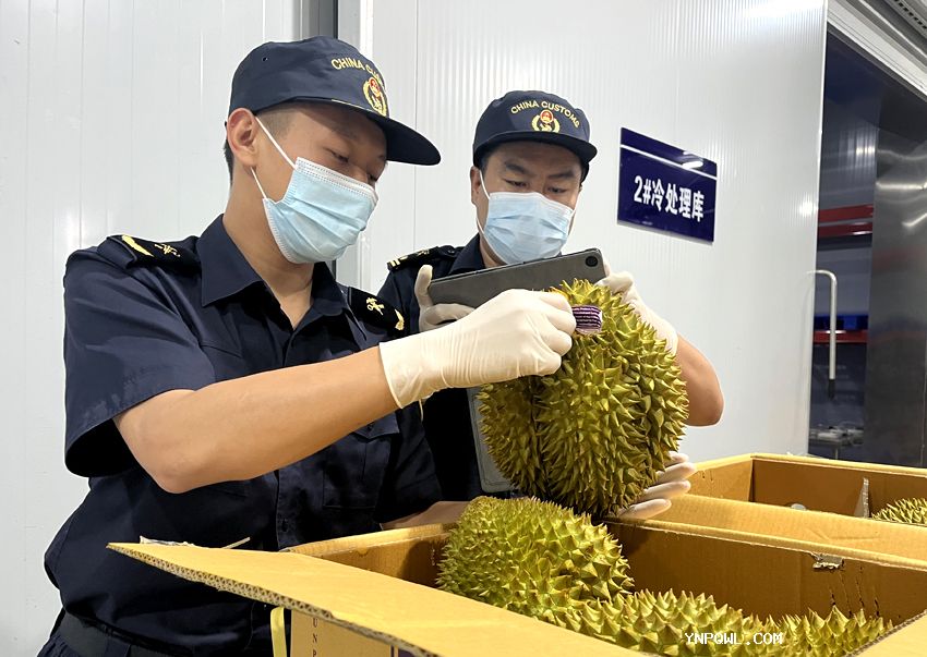榴蓮熱度不斷走高中老鐵路運(yùn)輸榴蓮人們消費(fèi)需求增長